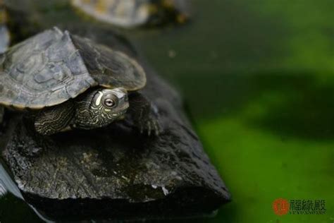 烏龜養幾隻比較好|龜奴必看：7個養龜技巧